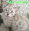 Reinrassige exklusive Bengalkitten